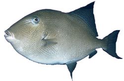 Balistes carolinensis (Svinekød)