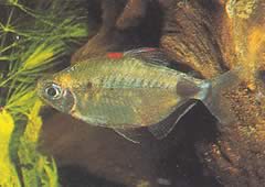 Bathyaethiops breuseghemi (Afrikansk tetra-moon)