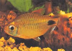 Bathyaethiops caudomaculatus (Afrikansk tetra-moon)