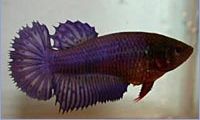 Betta splendens halfsun (Fighter)