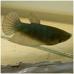 Betta splendens queue de peigne bekæmpe