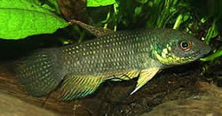 Betta trifasciata Fighter