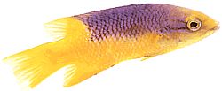 Bodianus rufus