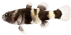 Brachygobius doriae