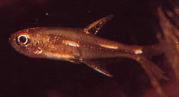 Brittanichthys sp Luminescerende streger tetra