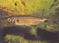Brycinus macrolepidotus (Tetra med ægte skalaer)