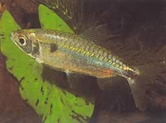 Brycinus schoutedeni (Brycinus med store skalaer)