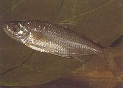 Bryconaethiops macrops (Tetra store maskerede øjne)