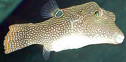Canthigaster solandri (Canthigaster-Paon)