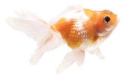 Carassius auratus perle