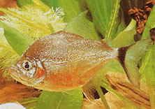 Catoprion mento Piranha Mento, Big Head Pacou
