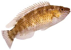 Centrolabrus exoletus Gammel -modet