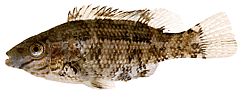 Centrolabus melops Almindelig crenilabre
