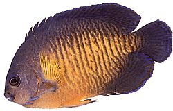 Centropyge bispinosus