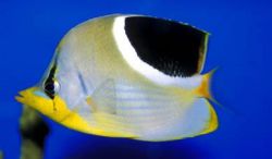 Chaetodon ephippium Sort plet papillon fisk