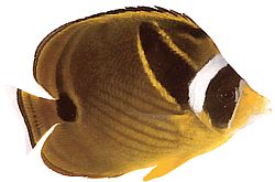 Chaetodon lunula (Stribet Chétodon)