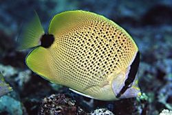 Chaetodon miliaris (Citron shortbread)