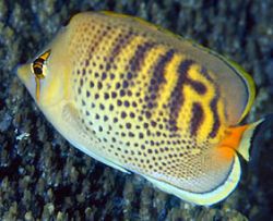 Chaetodon punctatofasciatus