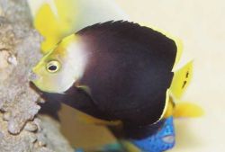 Chaetodontoplus melanosoma (Brun Angel)