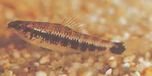 Characidium fasciatum (Characidium fascineret)