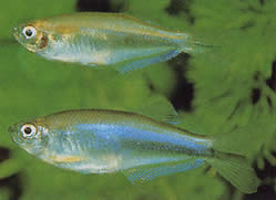 Coelurichthys microlepis (Tetra Crutor med små skalaer, barberos)