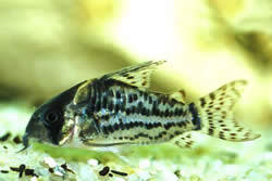 Corydoras schwartzi (Corydoras med fem bands)