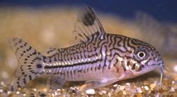 Corydoras trilineatus (Tre -band Corydoras)