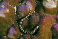 Corythoichthys flavofasciastus Gul bandfisk fisk