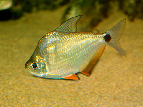 Ctenobrycon spilurus hauxwellianus Characin med høj ryg
