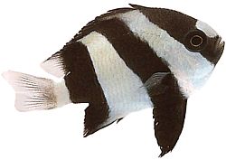 Dascyllus aruanus (Hvid -hale)