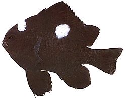 Dascyllus trimaculatus (Tre pletter)