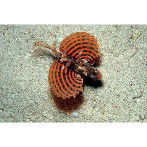 Dendrochirus brachypterus Dværg