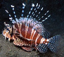 Dendrochirus zebra (Dværg score)