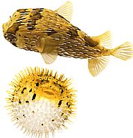 Diodon holocanthus (Torny blæser)