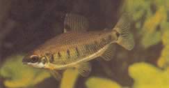 Distichodus decemmaculatus (Dwarf distichodus)