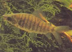 Distichodus fasciolatus (Grå stribet distrikt)
