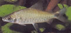 Distichodus rostratus (Distitichodus ved Rostre)