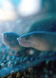 Echidna rhodochilus (Freshwater Wall)