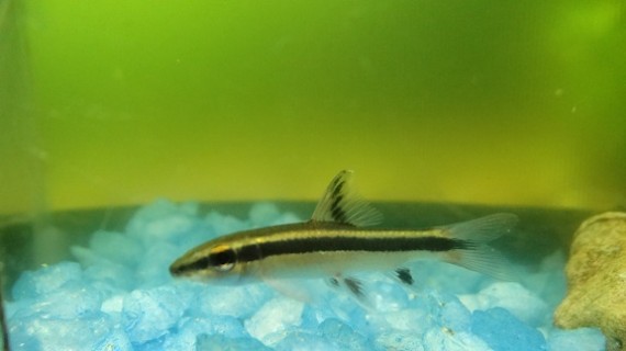 Epalzeorhynchus kallopterus (Smukke finner)