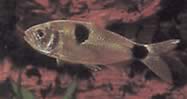 Exodon paradoxus (Tetra-tiger med to pletter)