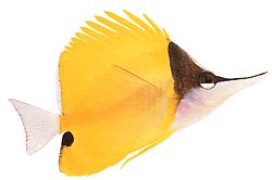 Forcipiger longirostris (Chelmon med lang næb)