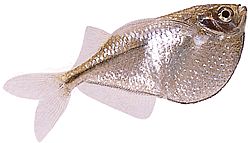Gasteropelecus sternicla Sølv