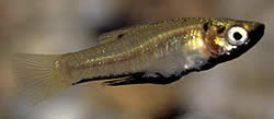 Girardinus metallicus Metallisk girardinus