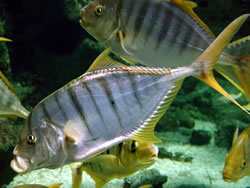 Gnathanodon speciosus