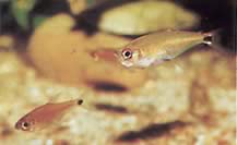 Gnathocharax steindachneri (Bid tetra)