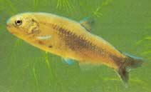 Gymnocharacinus bergi Patagonias nøgne characin