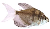 Gymnocorymbus ternetzi Enke