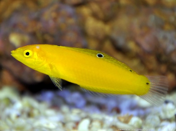 Halichoeres Chrysus (Gul / Labre Canary)