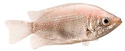 Helostoma temmincki (Kissing - Gourami Cumbership)