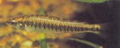 Hemigrammocharax multifasciatus Afrikansk rutet tetrachette